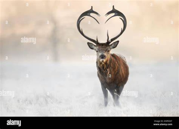 heartstag